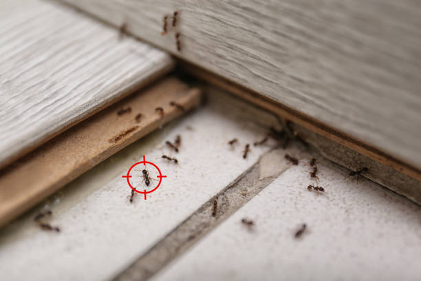 Best Ant Control Services  in Amherst, VA