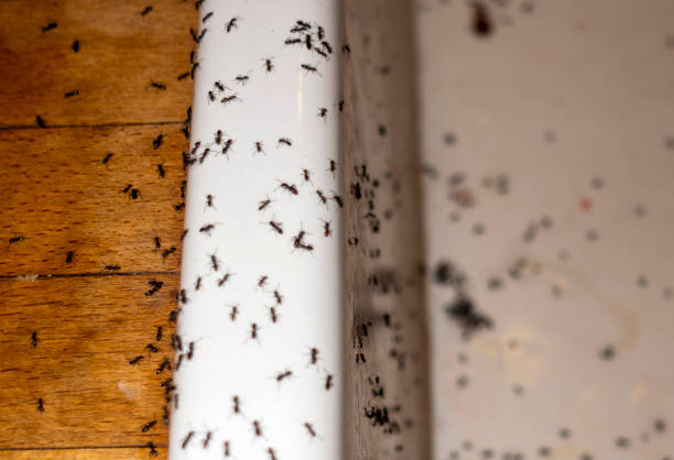 Best Emergency Pest Control  in Amherst, VA