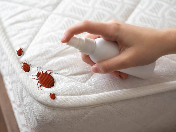 Trusted Amherst, VA Pest Control Experts